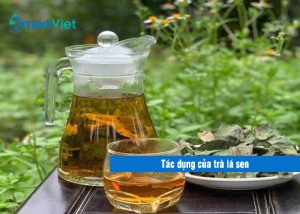 [Tư vấn sức khỏe] Tìm hiểu tác dụng của trà lá sen